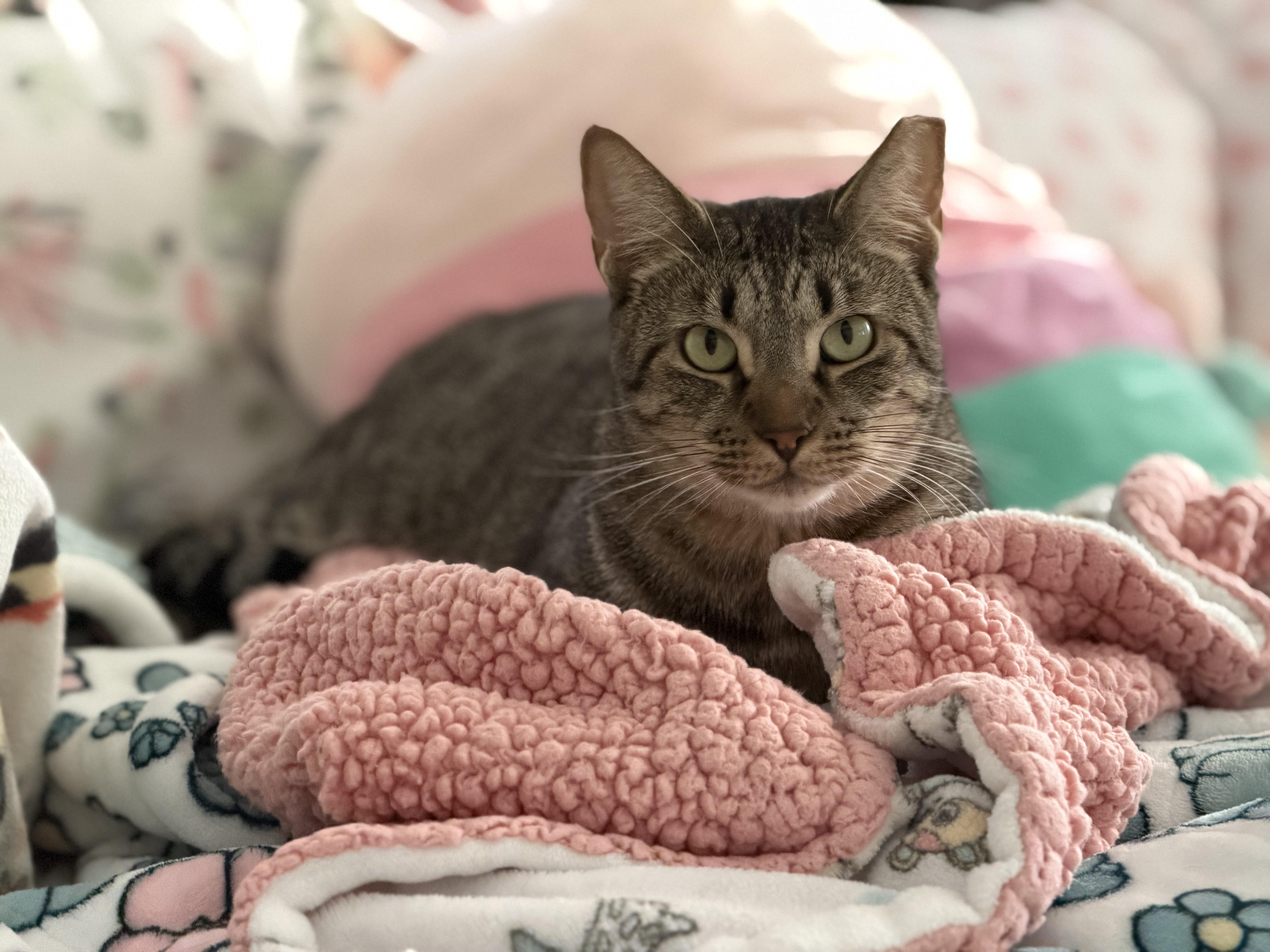 An adult medium-sized male Tabby (Brown / Chocolate) Tabby cat named Penny & Benny for adoption in San Jose, CA