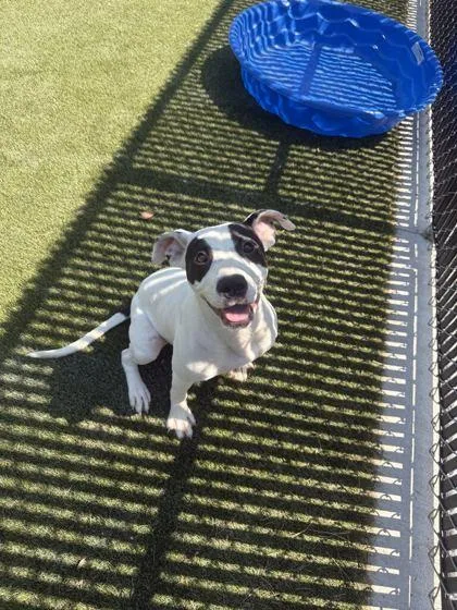 An adult medium-sized female Mixed Breed dog named Xena for adoption in Lafayette, IN