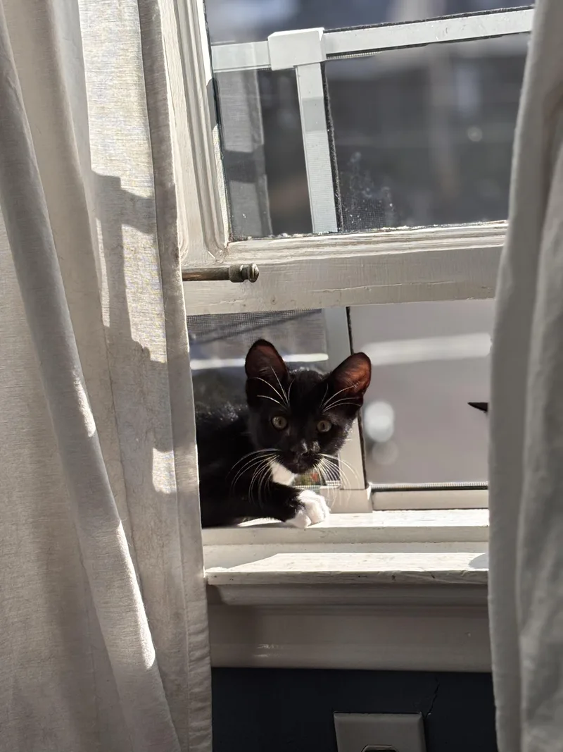 A baby medium-sized male Black & White / Tuxedo Domestic Short Hair cat named Peter Parker for adoption in Vacaville, CA