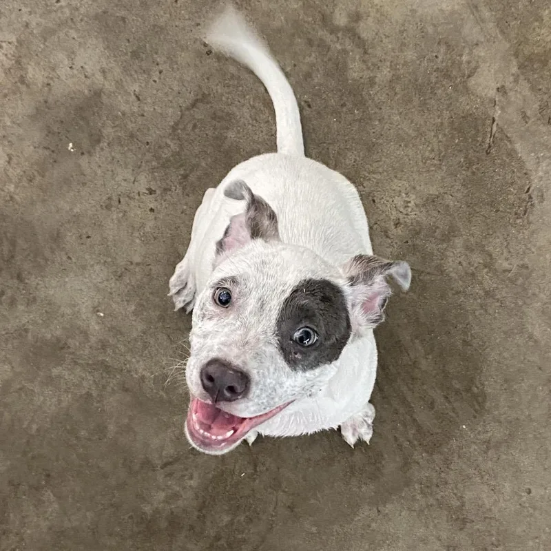 A baby small-sized male White / Cream Mixed Breed dog named Spontaneous for adoption in Melrose, FL