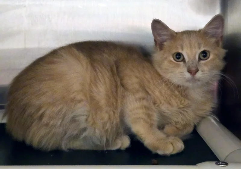 A young large-sized male Orange / Red Domestic Short Hair cat named Orson for adoption in Amityville, NY