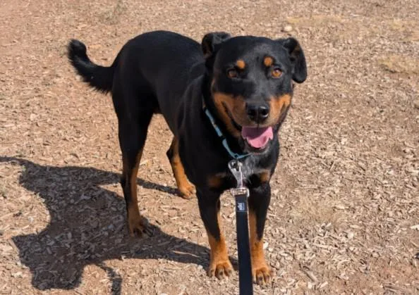 An adult large-sized male Mixed Breed dog named Fresh Prince for adoption in Santa Fe, NM