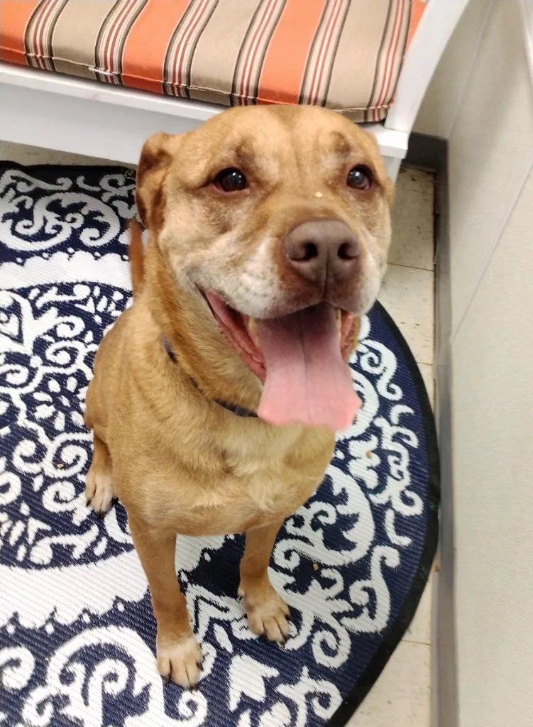 A senior large-sized male Pit Bull Terrier dog named Amos for adoption in Greencastle, IN