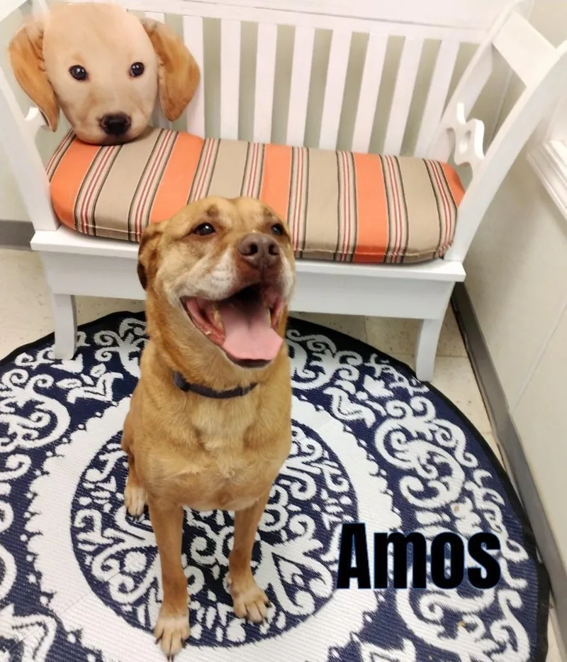 Amos thumbnail 6