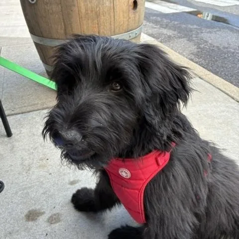 A young large-sized female Black Labradoodle dog named Daisy for adoption in Cincinnati, OH