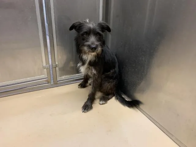 A young medium-sized male Terrier dog named A for adoption in Thousand Palms, CA