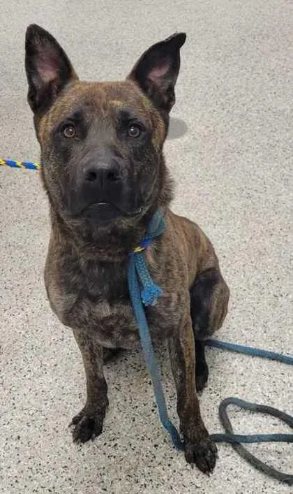 An adult large-sized male Brown / Chocolate Mixed Breed dog named Kakuna for adoption in Kansas City, MO