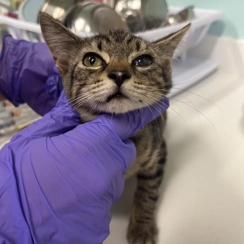 A baby small-sized female Brown / Chocolate Domestic Short Hair cat named Lucy for adoption in Charleston, WV