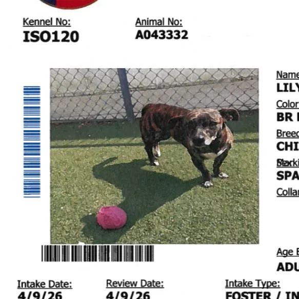 An adult small-sized female Brindle Chihuahua dog named Lily for adoption in Anahuac, TX