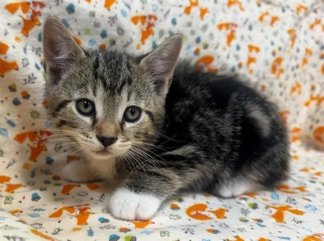 A baby small-sized male Domestic Short Hair cat named A for adoption in Moreno Valley, CA