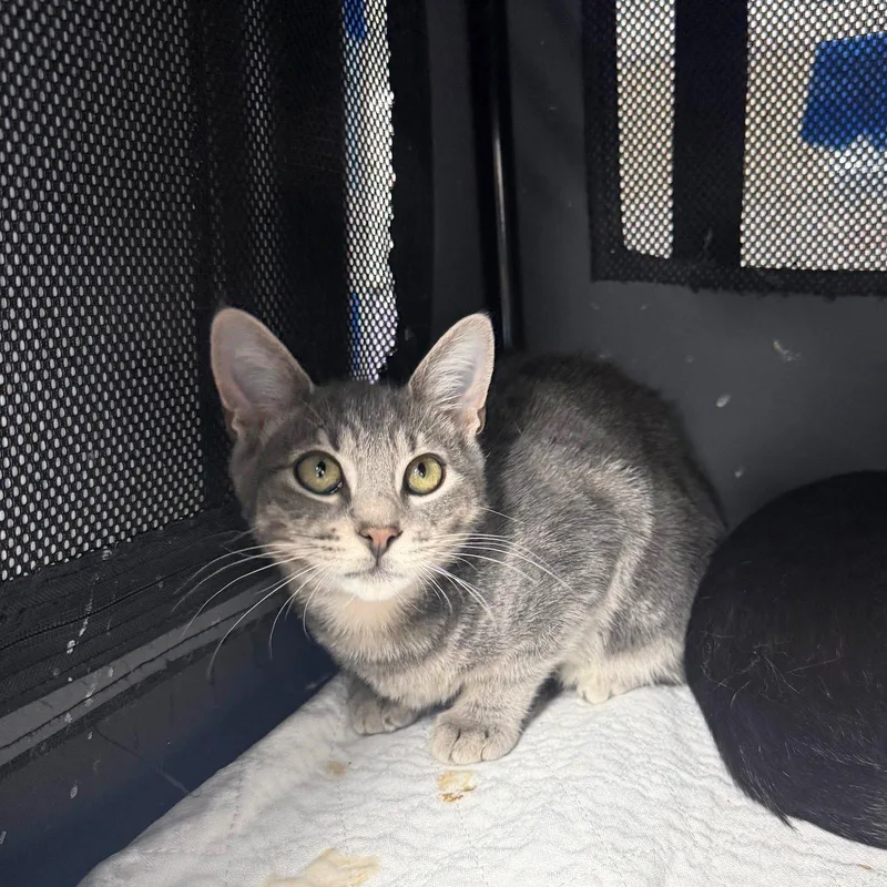 A baby medium-sized male Domestic Short Hair cat named Bric a Brac & for adoption in Brooklyn, NY