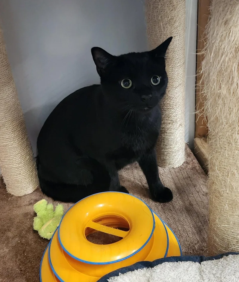 A young medium-sized male Black Domestic Short Hair cat named Pepper for adoption in Crossville, TN