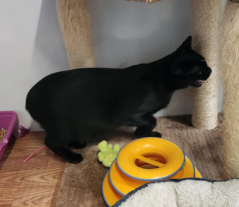Pepper thumbnail 2