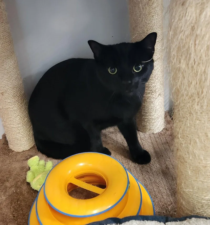 Pepper thumbnail 3