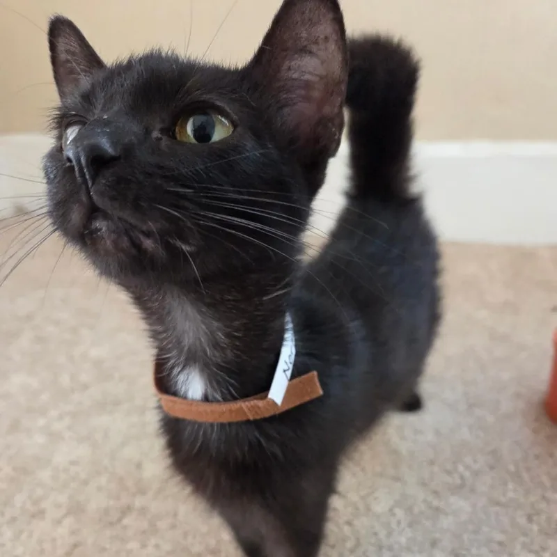 A young small-sized female Black Domestic Short Hair cat named Norma for adoption in Carmel, IN