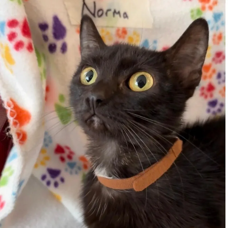 Norma thumbnail 3