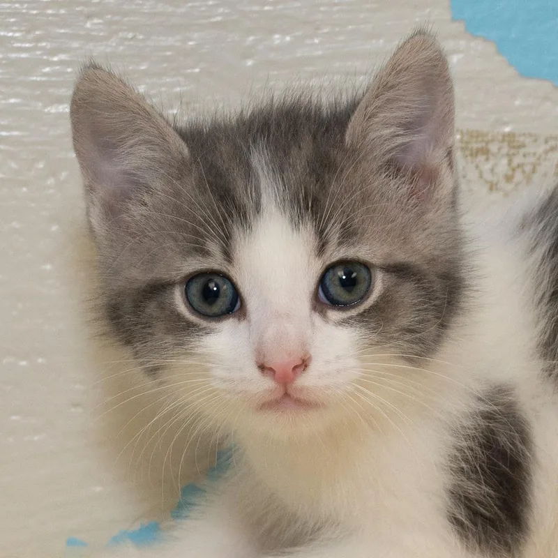 A baby medium-sized male Domestic Short Hair cat named Liam for adoption in Troy, OH