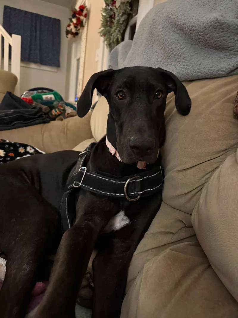 A young large-sized female Great Dane dog named Sophia Maria for adoption in Albion, NY