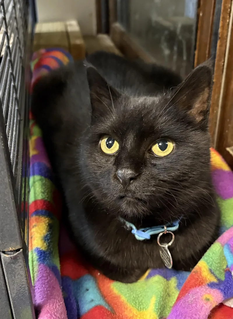 Lena Horne thumbnail 2