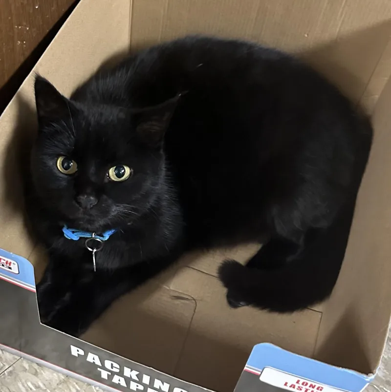 Lena Horne thumbnail 4