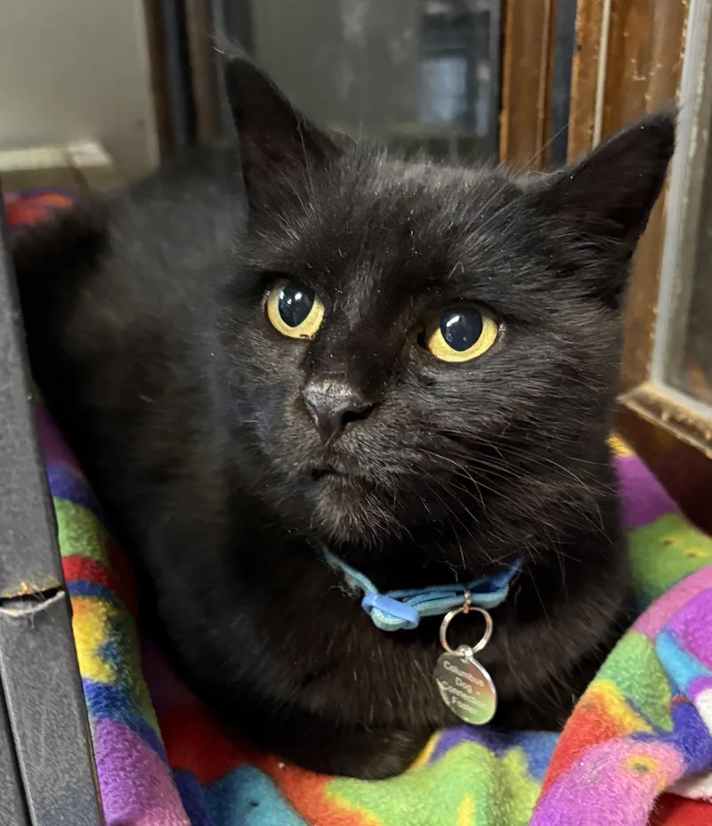 Lena Horne thumbnail 5