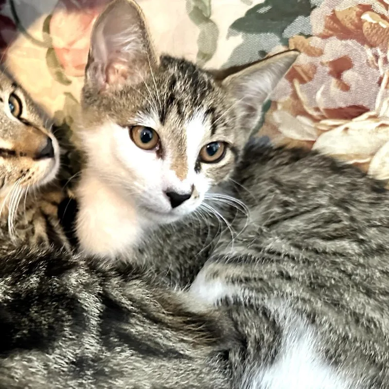 A baby medium-sized male White Domestic Short Hair cat named Kit for adoption in Melrose, FL