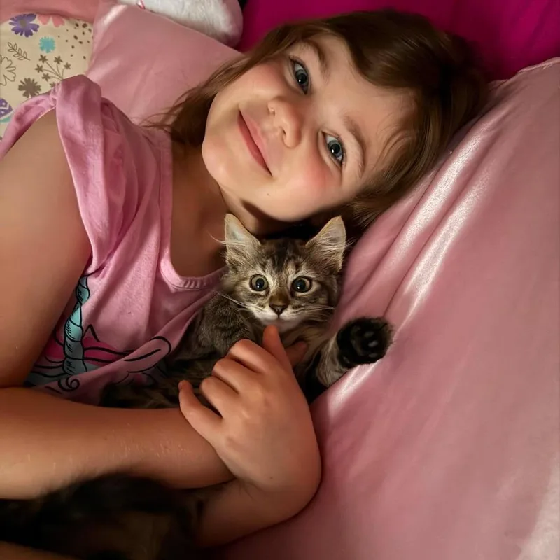 A baby small-sized female Brown / Chocolate Domestic Medium Hair cat named Maple for adoption in Jarrettsville, MD