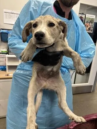 A baby medium-sized male Mixed Breed dog named Canes for adoption in Fresno, CA