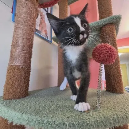 A baby small-sized male Domestic Short Hair cat named Scoob for adoption in Scottsbluff, NE