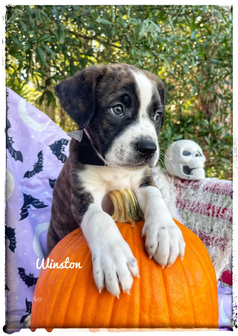 Winston thumbnail 2