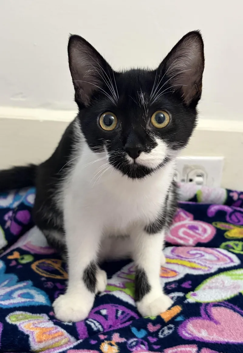 A baby medium-sized female Black & White / Tuxedo Domestic Short Hair cat named Monica for adoption in Montclair, NJ