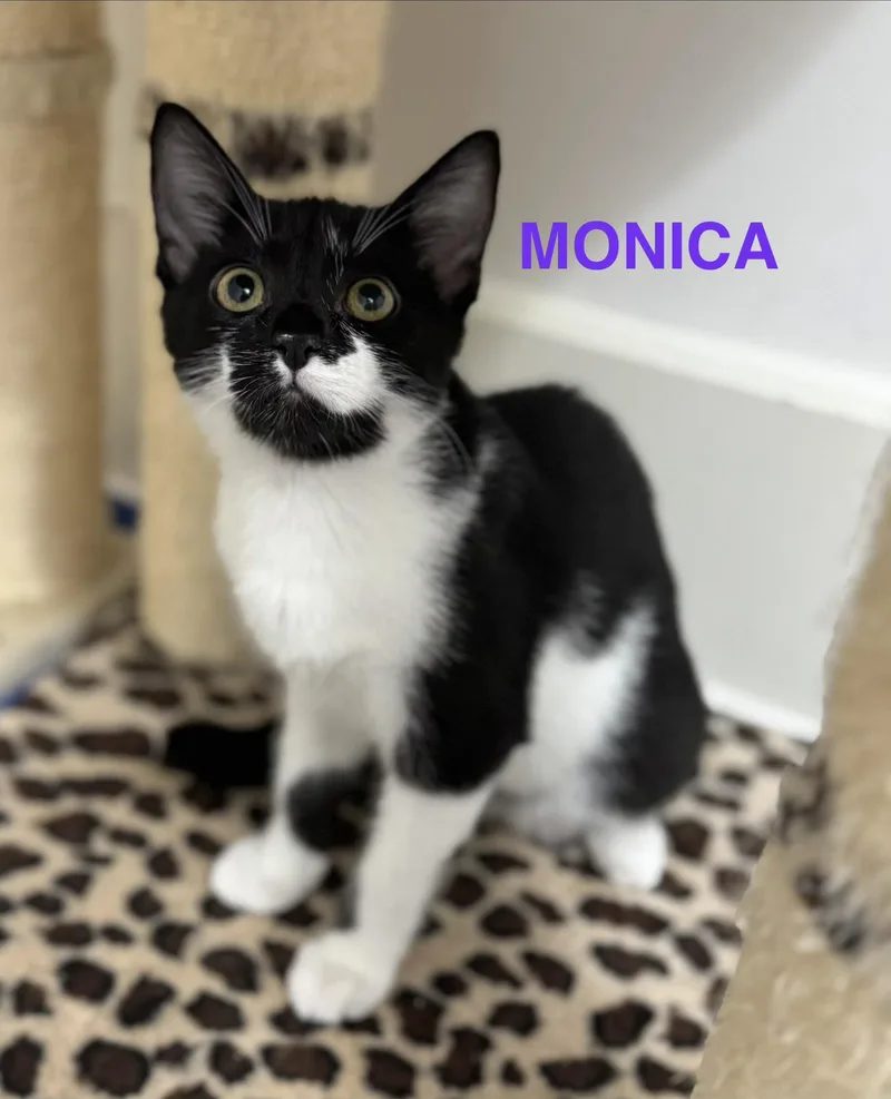 Monica thumbnail 2