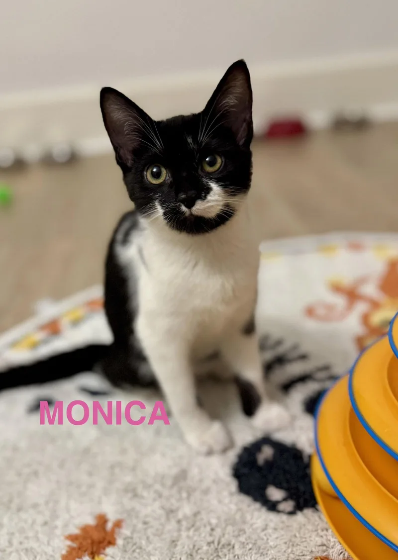 Monica thumbnail 3