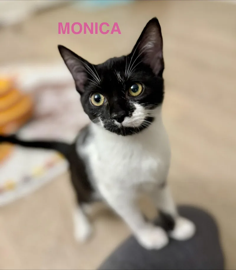 Monica thumbnail 5