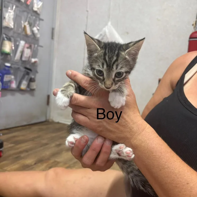 A baby small-sized male Domestic Short Hair cat named Rolo for adoption in Hinesville, GA