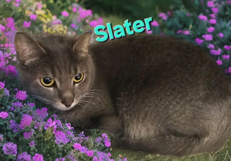 Slater
