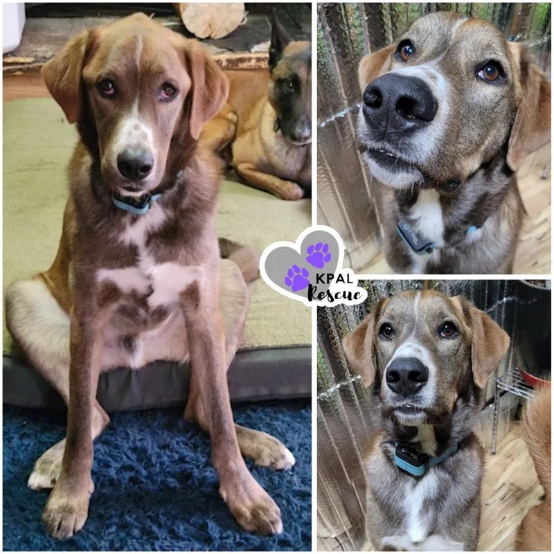An adult large-sized male Tricolor (Brown, Black, & White) Mixed Breed dog named Bear  Eagleson Litter for adoption in Kenai, AK