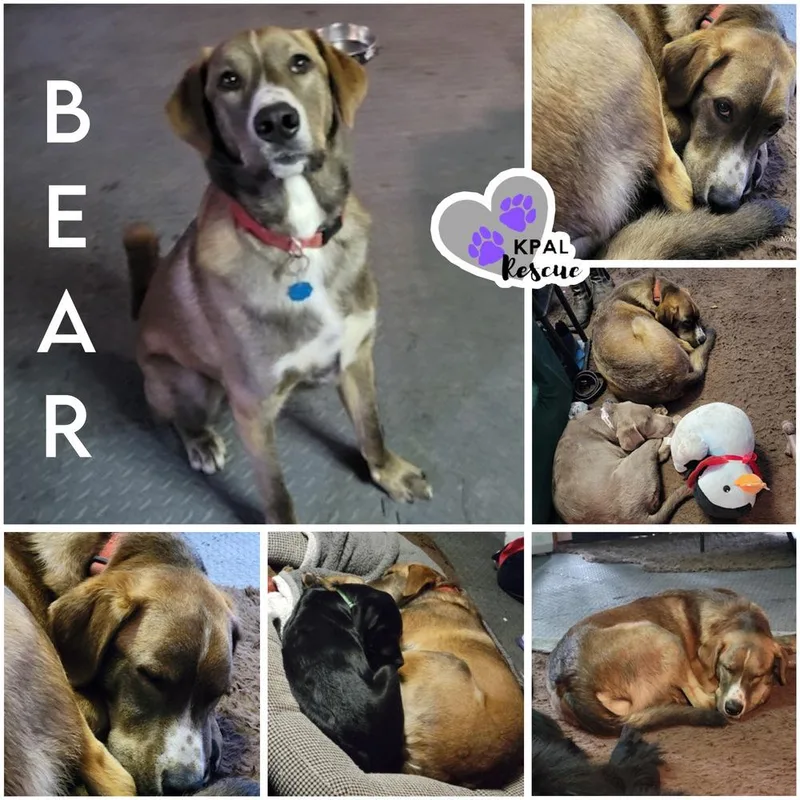 Bear  Eagleson Litter thumbnail 2