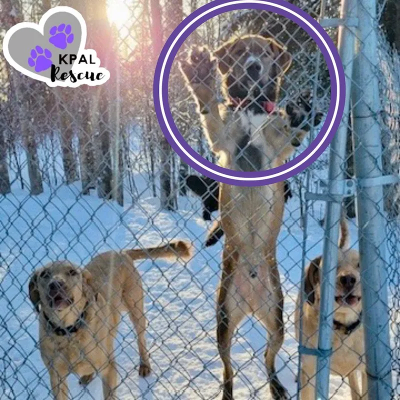 Bear  Eagleson Litter thumbnail 3