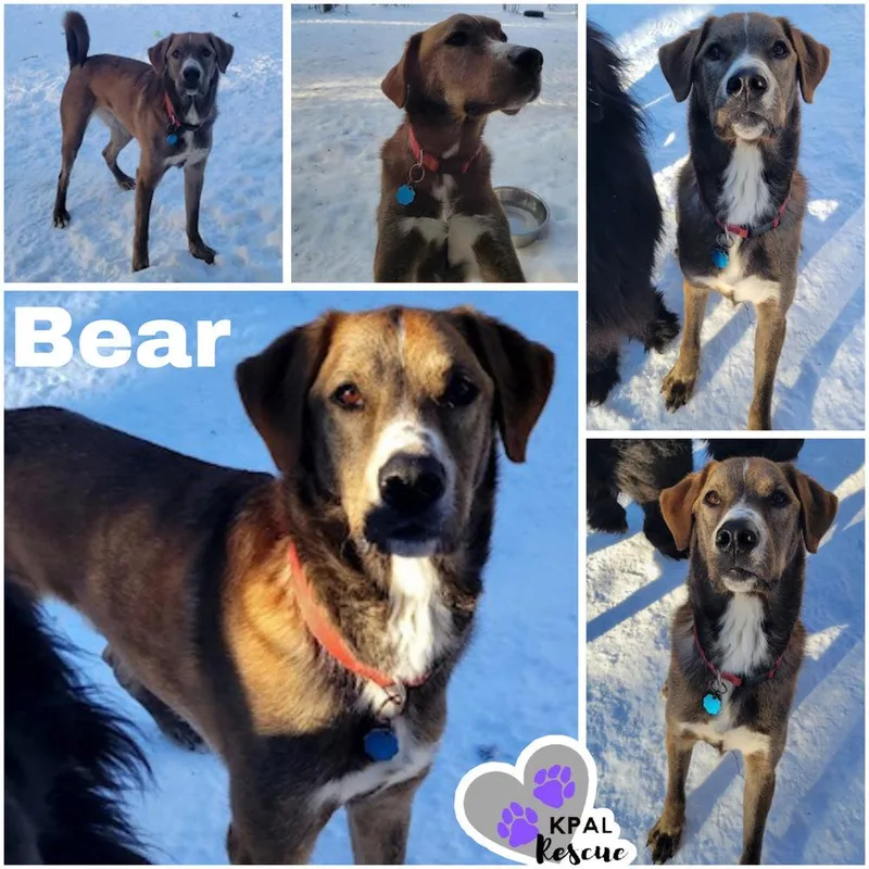 Bear  Eagleson Litter thumbnail 6
