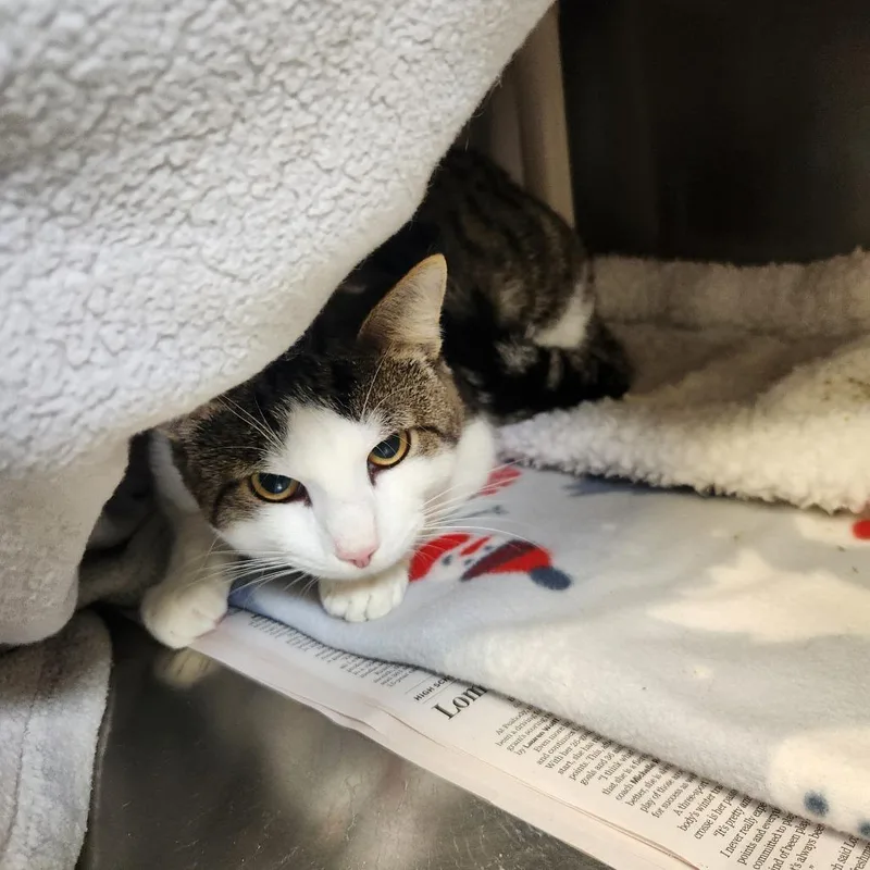 A young medium-sized male Brown / Chocolate Domestic Short Hair cat named Lulu for adoption in Brockton, MA