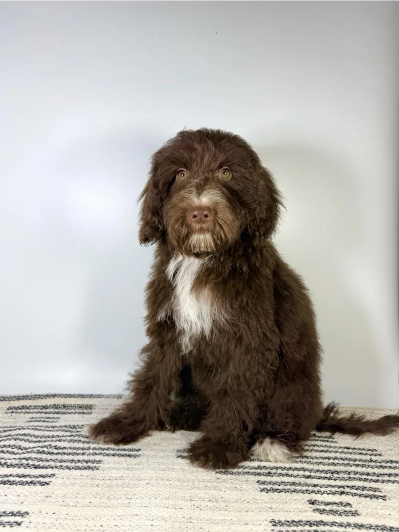 A young medium-sized female Brown / Chocolate Aussiedoodle dog named Valeria for adoption in Homestead, FL