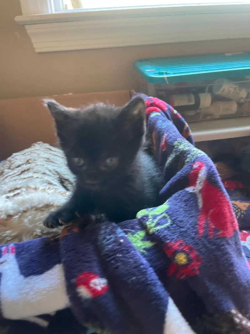 A baby medium-sized female Bombay cat named Pantha for adoption in Flint Hill, VA