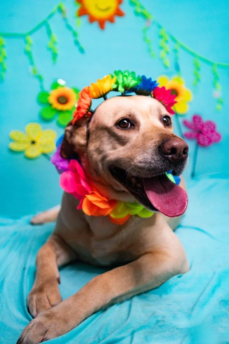 An adult medium-sized female Yellow / Tan / Blond / Fawn Yellow Labrador Retriever dog named Nellie for adoption in Manhasset, NY