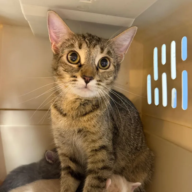 An adult medium-sized female Brown / Chocolate Domestic Short Hair cat named Ms. Norbury for adoption in DeKalb, IL