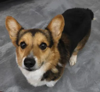 An adult medium-sized male Cardigan Welsh Corgi dog named William for adoption in Buffalo, MN
