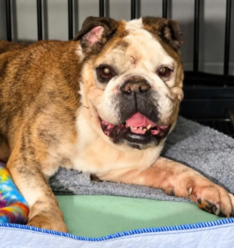 A senior medium-sized female English Bulldog dog named Chloe for adoption in El Dorado, AR