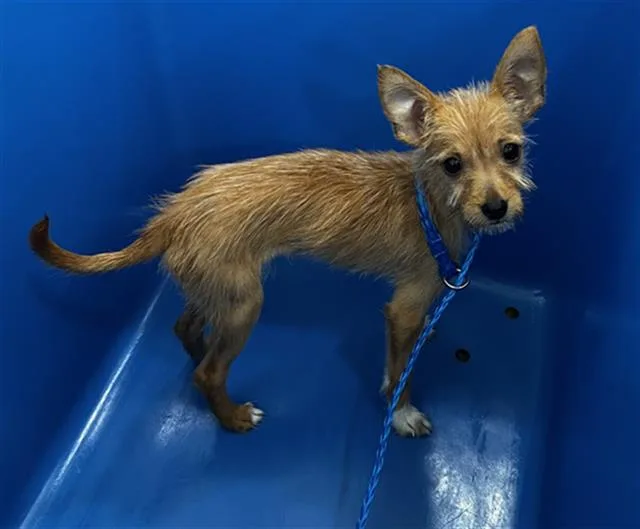 A baby small-sized male Mixed Breed dog named Rascal for adoption in Dallas, TX