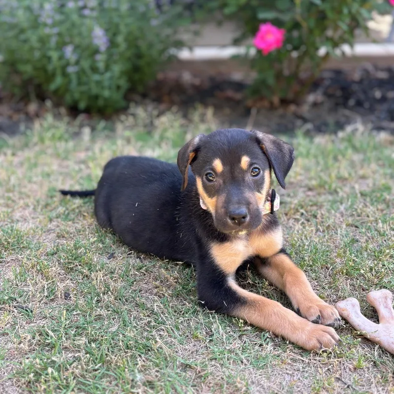 A baby medium-sized male Black Retriever dog named Pip for adoption in Waxhaw, NC