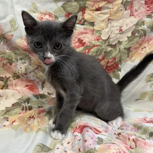 A baby small-sized male Gray / Blue / Silver Domestic Short Hair cat named Tommy for adoption in Hawthorne, CA